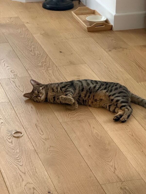 Bengal Kittens For Sale Under £300