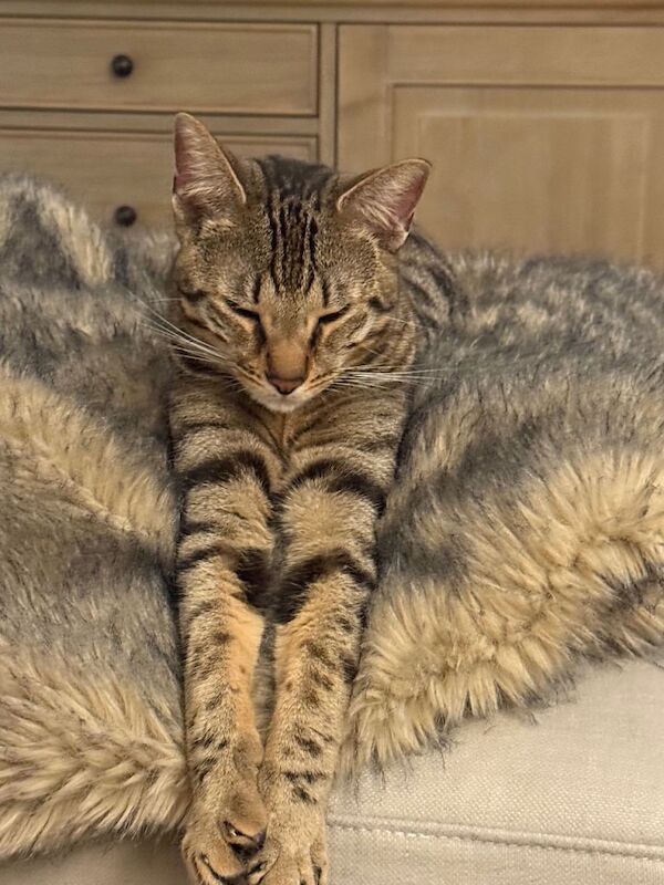 2 year old cat. **Look after him paid** - Image 2 of 3