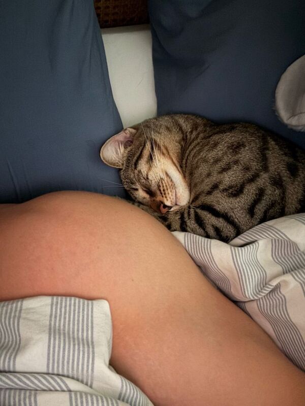 2 year old cat. **Look after him paid** - Image 3 of 3