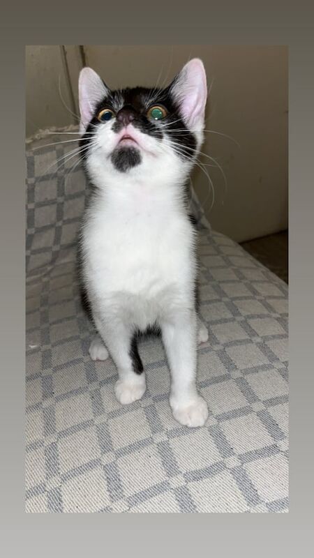 Bengal kittens for sale in Bradford, West Yorkshire – 3 months old