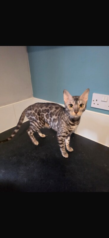 Bengal Kittens For Sale