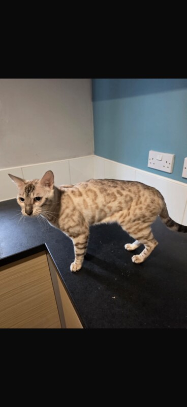 2x Bengal cats and 1x Bengal kitten - Image 2 of 3