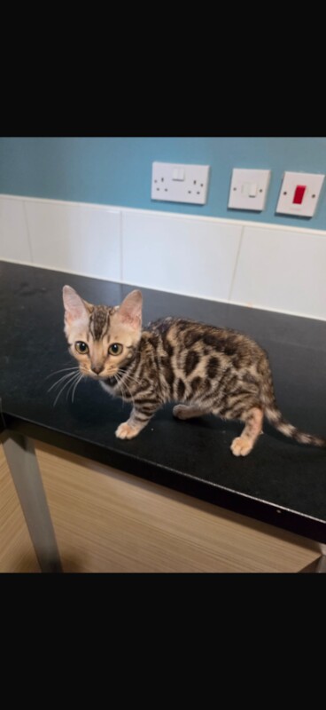2x Bengal cats and 1x Bengal kitten - Image 3 of 3