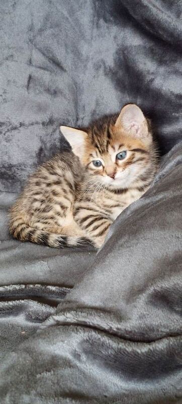 3/4 Bengal kittens