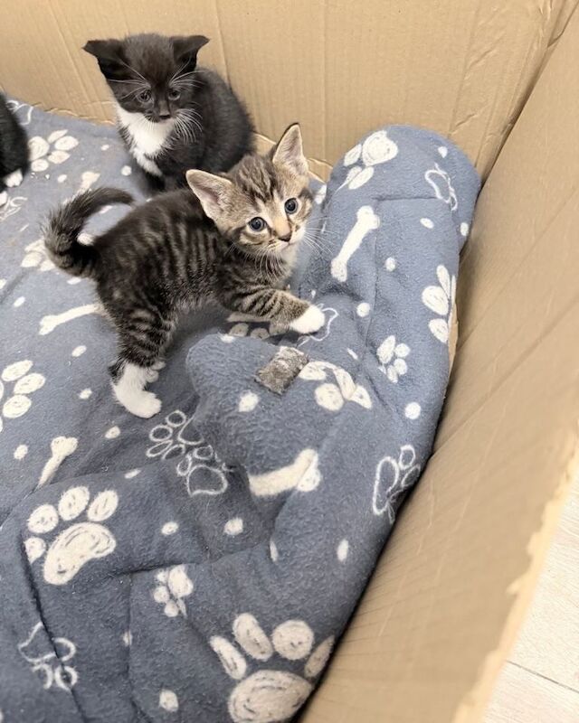 Bengal Kittens For Sale