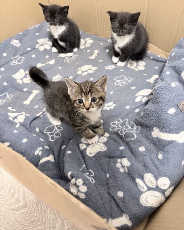 Bengal kittens for sale in Barnet, Greater London – 5 weeks old - Image 2 of 3