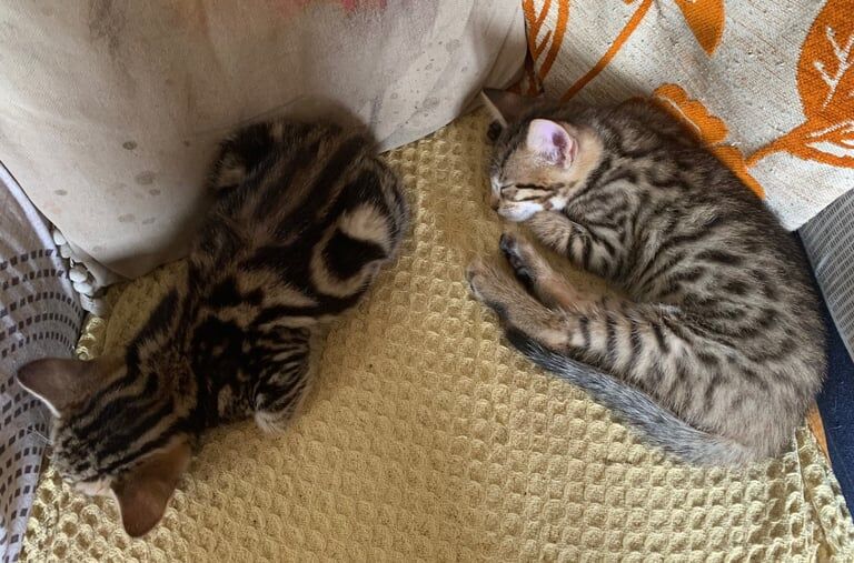 Bengal kittens for sale in Eccles, Greater Manchester – 9 weeks old - Image 3 of 3