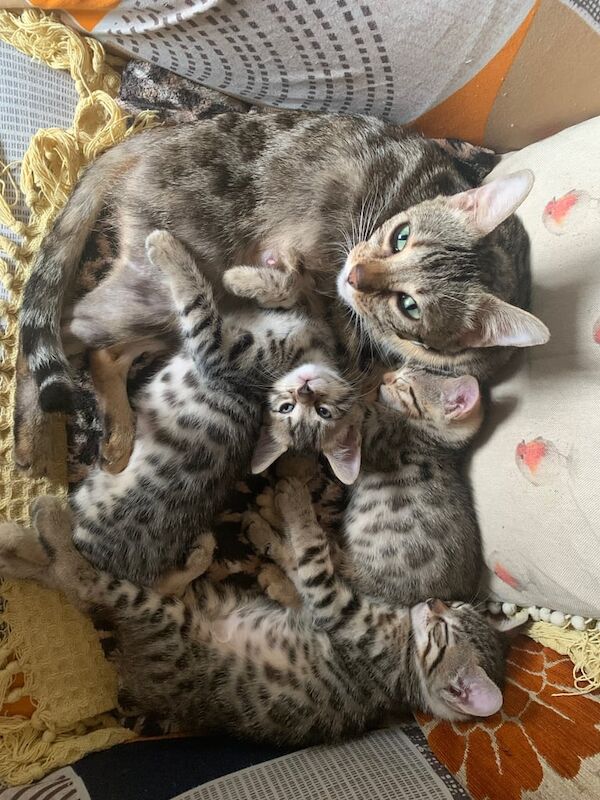 Bengal kittens for sale in Eccles, Greater Manchester – 10 weeks old