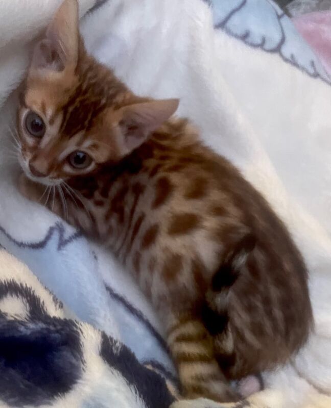 Bengal kittens for sale in Fareham, Hampshire – 6 weeks old