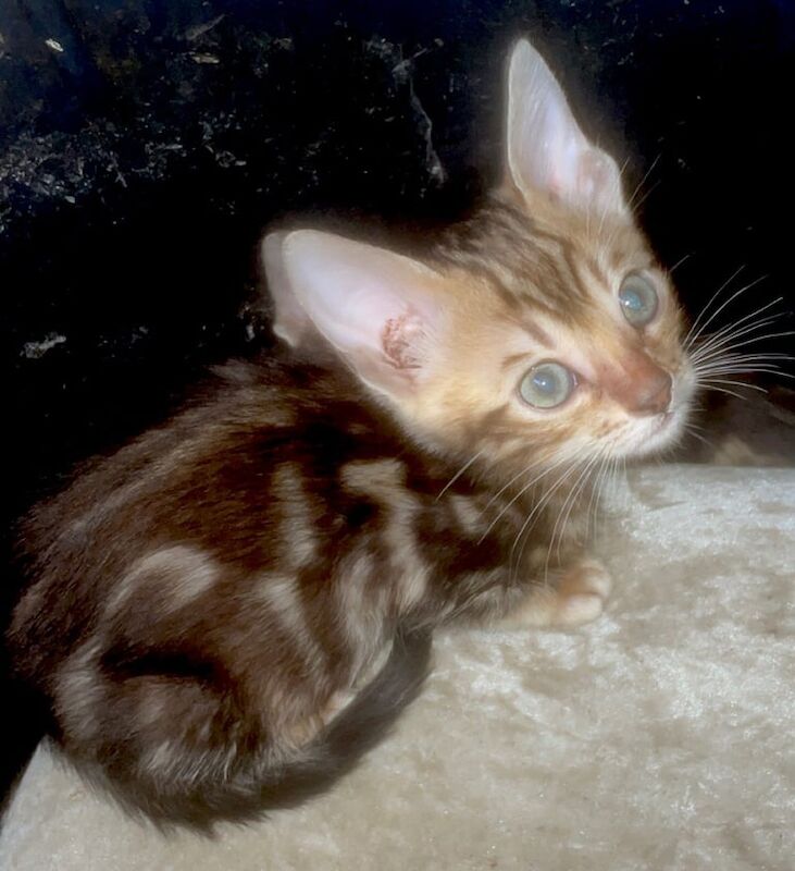 Bengal kittens for sale in Fareham, Hampshire – 6 weeks old - Image 2 of 3