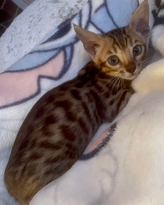 Bengal kittens for sale in Fareham, Hampshire – 6 weeks old - Image 3 of 3