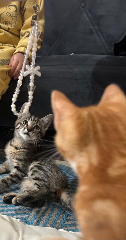 3 bengal x British shorthair kittens