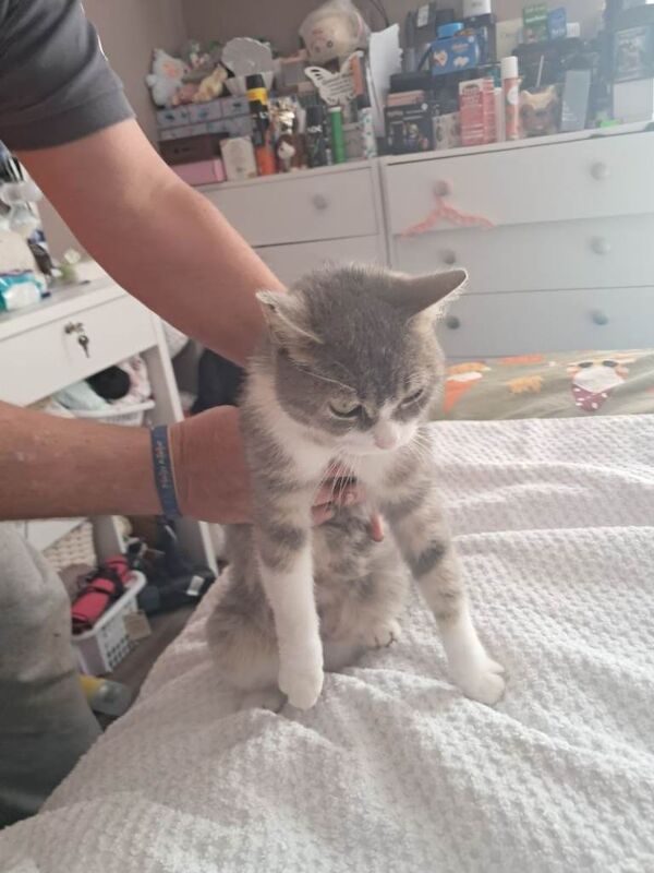 3 bengel cross kittens - Image 2 of 4