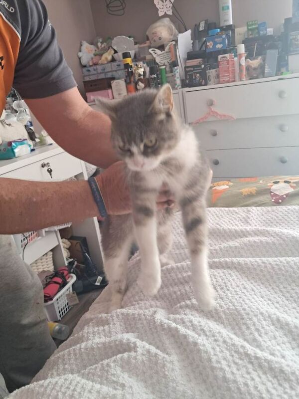 3 bengel cross kittens - Image 3 of 4