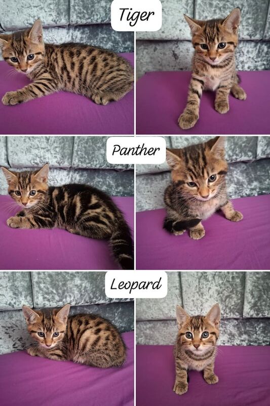 Bengal kittens for sale in Whitechapel, Greater London – 8 weeks old