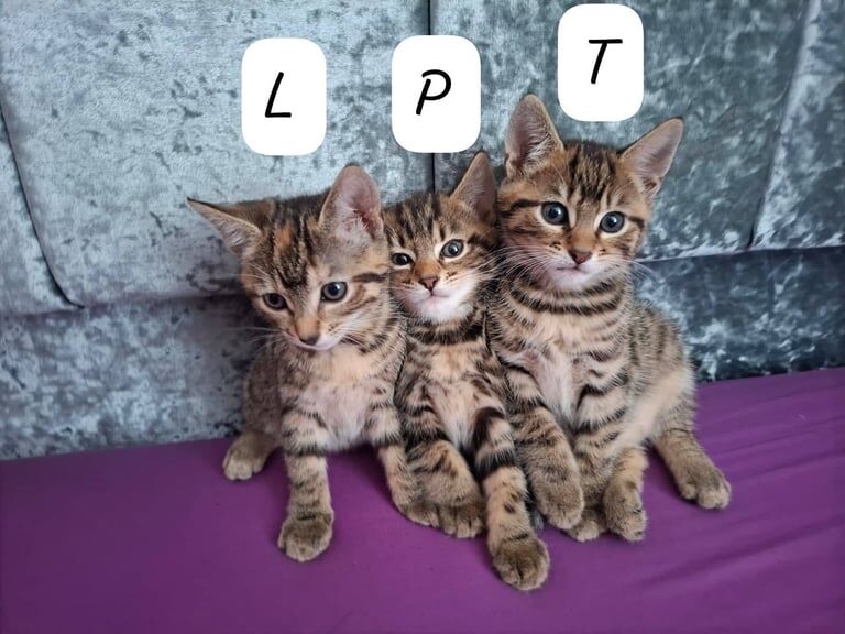 Bengal kittens for sale in Whitechapel, Greater London – 8 weeks old - Image 2 of 2