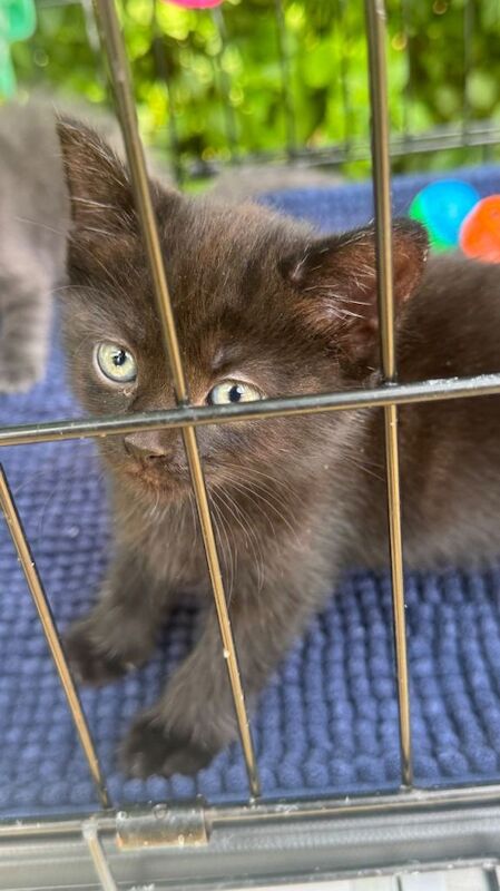3 females 1 male kitten