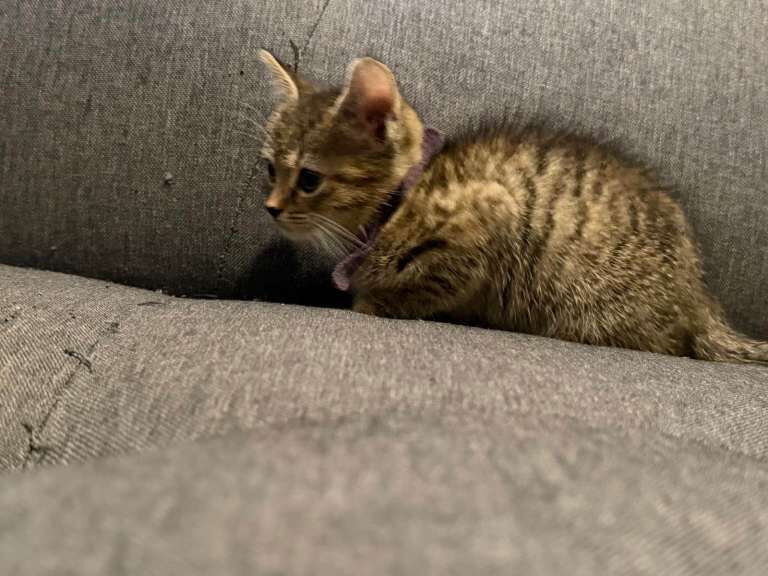 Bengal Kittens For Sale Under £300