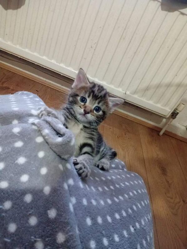 Bengal Kittens For Sale Under £300