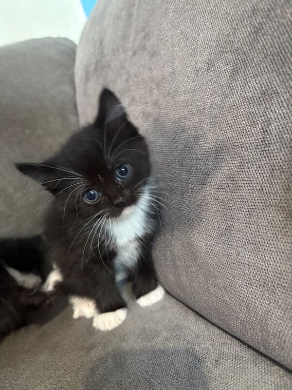 Bengal kittens for sale in Wembley, Greater London – 10 weeks old