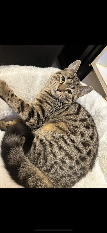 Bengal kittens for sale in Wembley, Greater London – 10 weeks old - Image 2 of 3