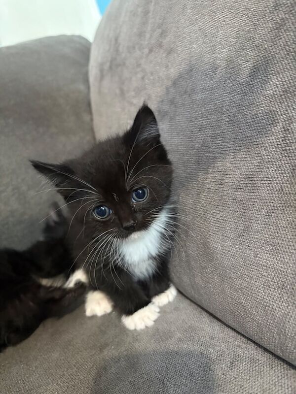 Bengal kittens for sale in Wembley, Greater London – 10 weeks old - Image 3 of 3
