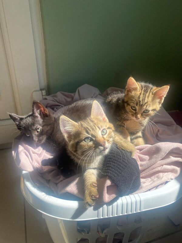 3 kittens for sale in Stalybridge, Greater Manchester