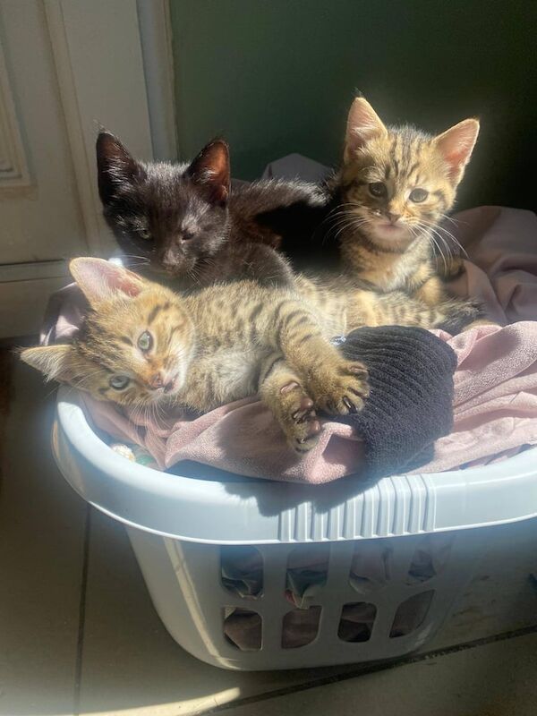 3 kittens for sale in Stalybridge, Greater Manchester | Image 2