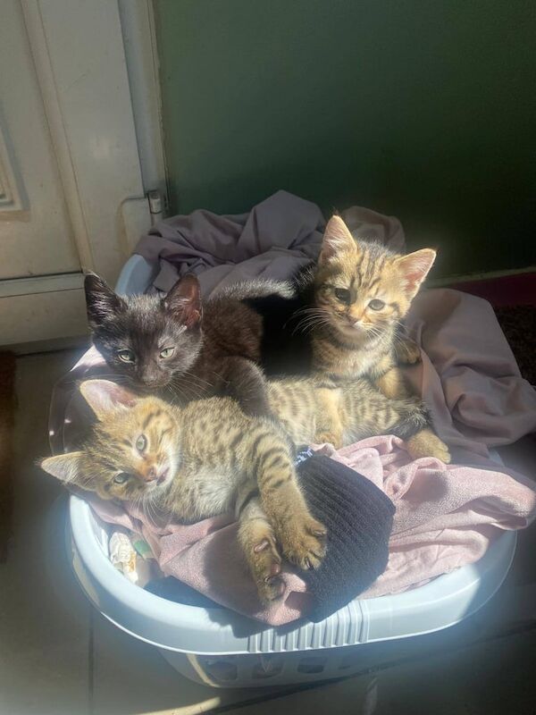 3 kittens for sale in Stalybridge, Greater Manchester | Image 3