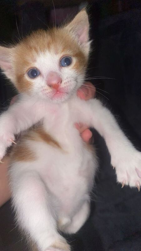 Bengal kittens for sale in Whitechapel, Greater London – 11 weeks old