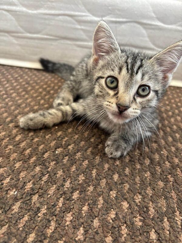 Bengal kittens for sale in Blackpool, Lancashire – 10 weeks old
