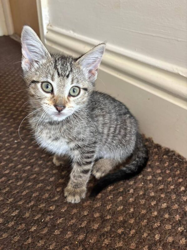 Bengal kittens for sale in Blackpool, Lancashire – 10 weeks old - Image 2 of 3