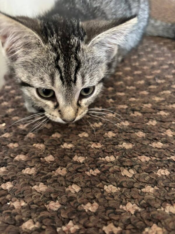 Bengal kittens for sale in Blackpool, Lancashire – 10 weeks old - Image 3 of 3