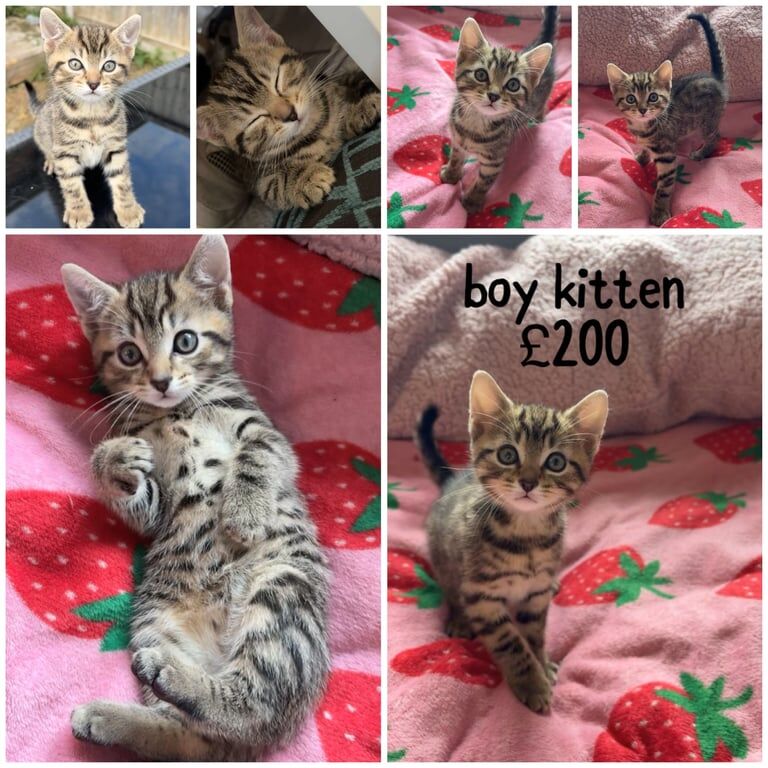 Bengal kittens for sale in Totton, Hampshire – 8 weeks old