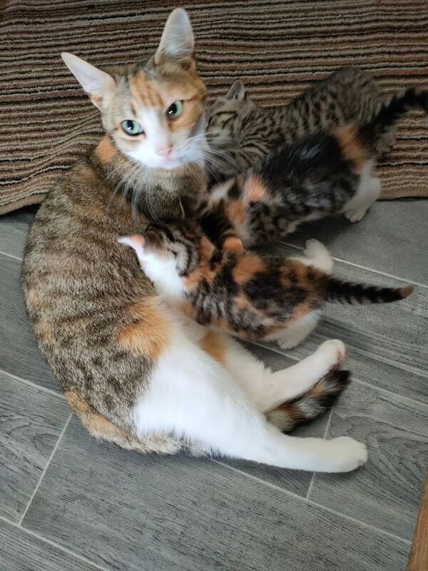 3 Lovely Kittens for sale in Downham Market, Norfolk