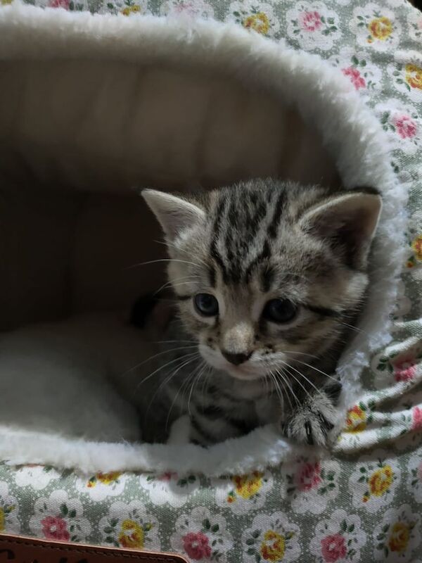 3 Lovely Kittens for sale in Downham Market, Norfolk | Image 2