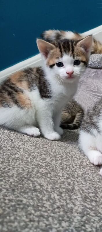 3 Lovely Kittens for sale in Downham Market, Norfolk | Image 3