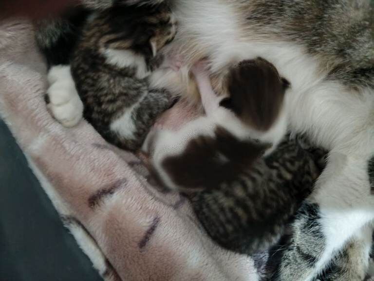 3 spacial female kittens that is ready to make your home greater ️
