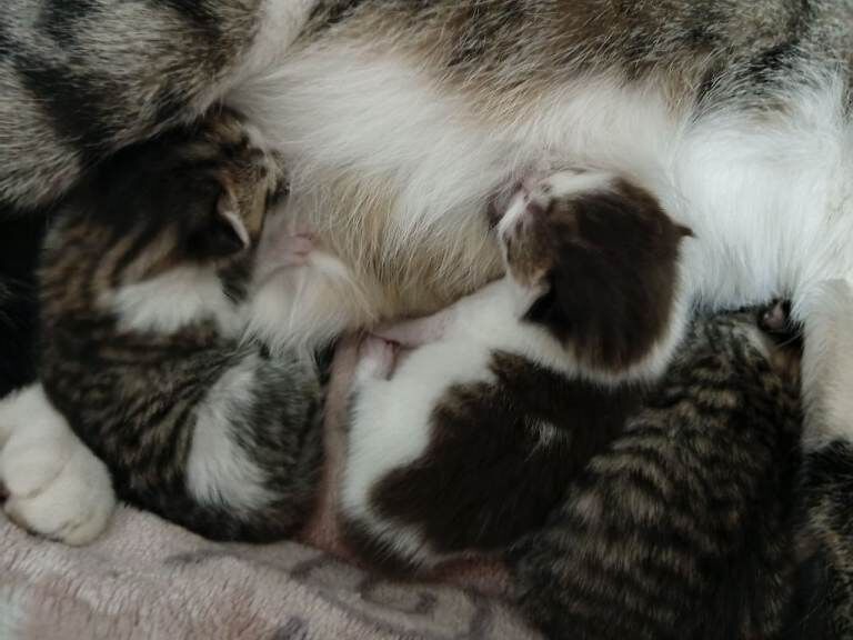 3 spacial female kittens that is ready to make your home greater ️ - Image 2 of 4