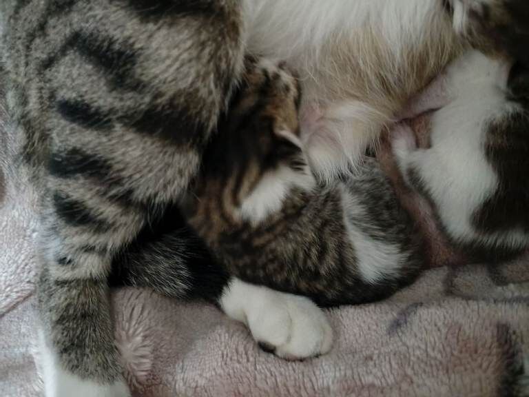 3 spacial female kittens that is ready to make your home greater ️ - Image 3 of 4
