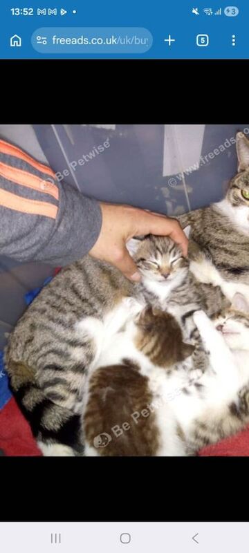 3 spacial female kittens that is ready to make your home greater ️ - Image 4 of 4