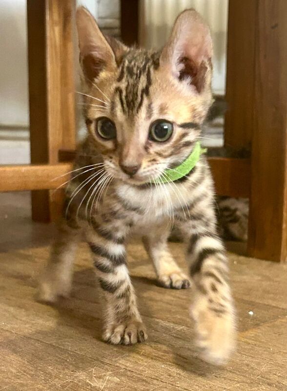 Bengal kittens for sale in Morden, Greater London – 8 weeks old