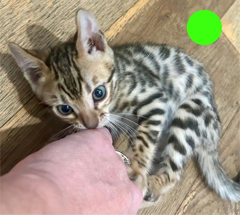 Bengal kittens for sale in Morden, Greater London – 8 weeks old - Image 2 of 15