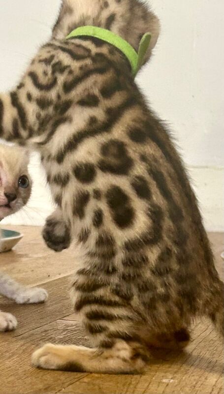 Bengal kittens for sale in Morden, Greater London – 8 weeks old - Image 3 of 15
