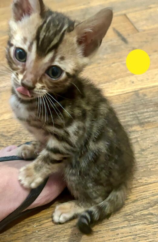 Bengal kittens for sale in Morden, Greater London – 8 weeks old - Image 4 of 15