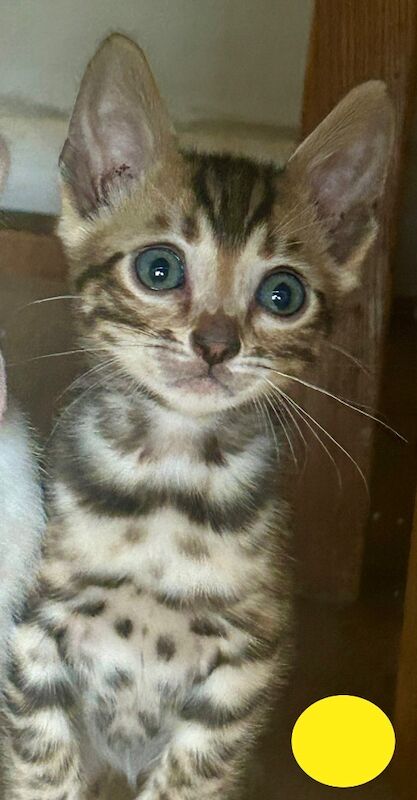 Bengal kittens for sale in Morden, Greater London – 8 weeks old - Image 5 of 15