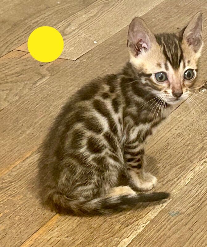 Bengal kittens for sale in Morden, Greater London – 8 weeks old - Image 6 of 15