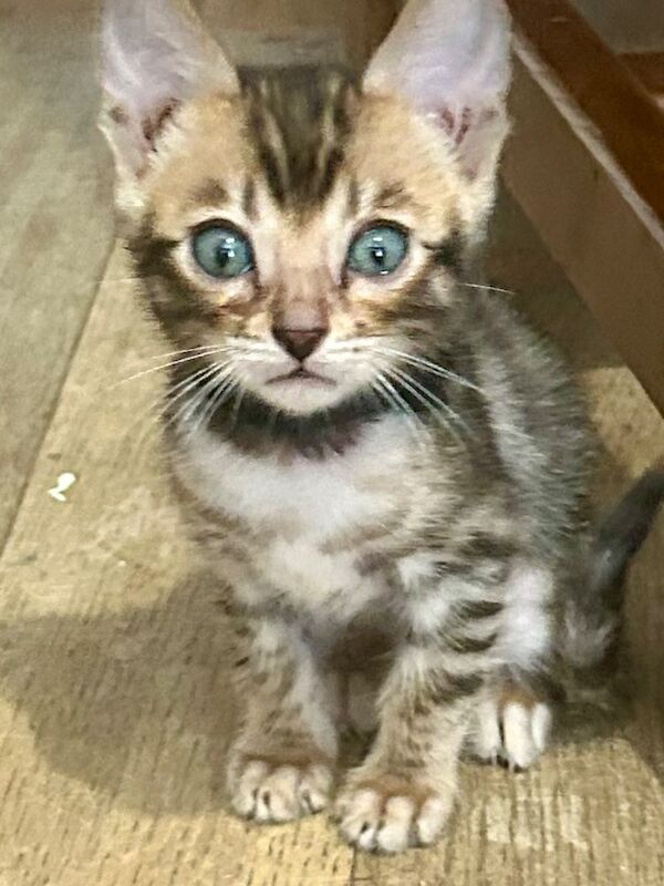 Bengal kittens for sale in Morden, Greater London – 8 weeks old - Image 7 of 15