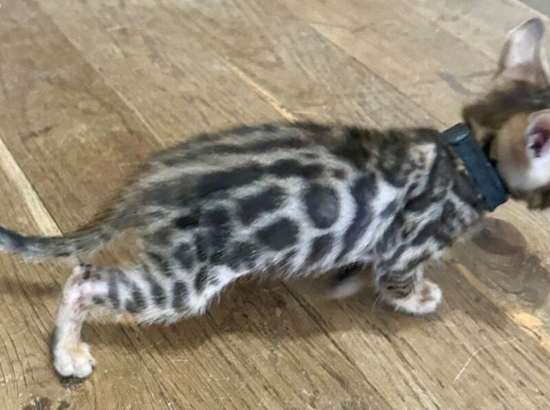 Bengal kittens for sale in Morden, Greater London – 8 weeks old - Image 8 of 15