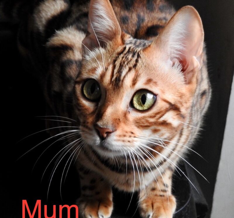 Bengal kittens for sale in Morden, Greater London – 8 weeks old - Image 10 of 15